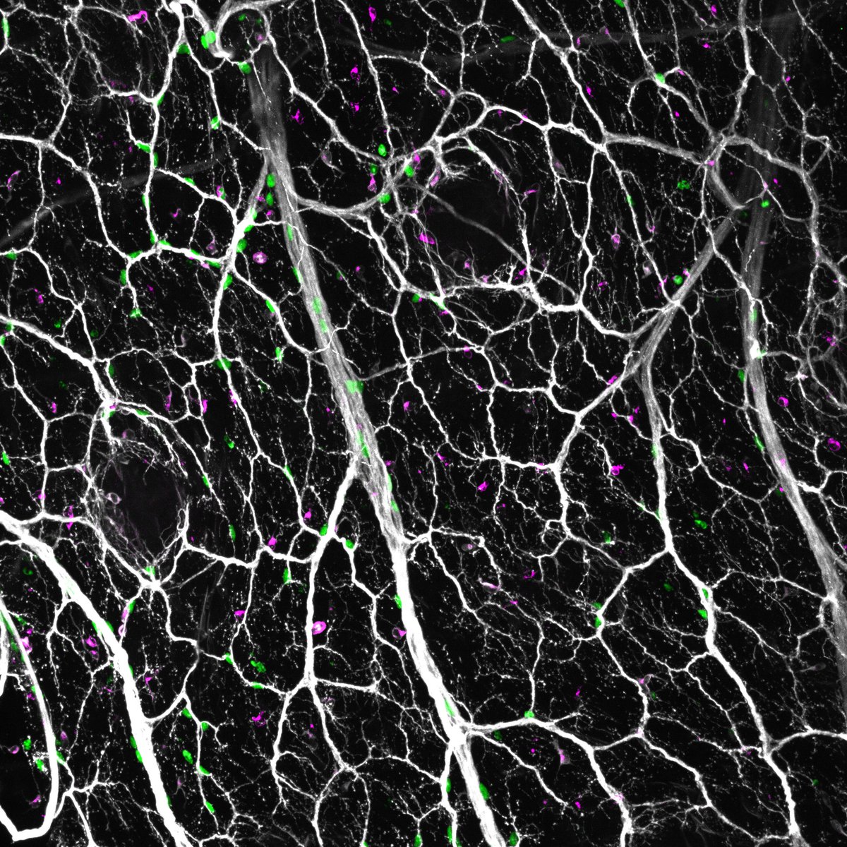 Neurons of the developing skin