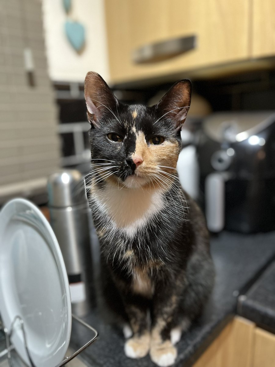 pigletmonkey1's tweet photo. I caught a daddy long legs and didn’t share it with my sister 🐷🕷🙈

#CatsOfTwitter #thursdayvibes #tortitude https://t.co/FF1M4AHEA6