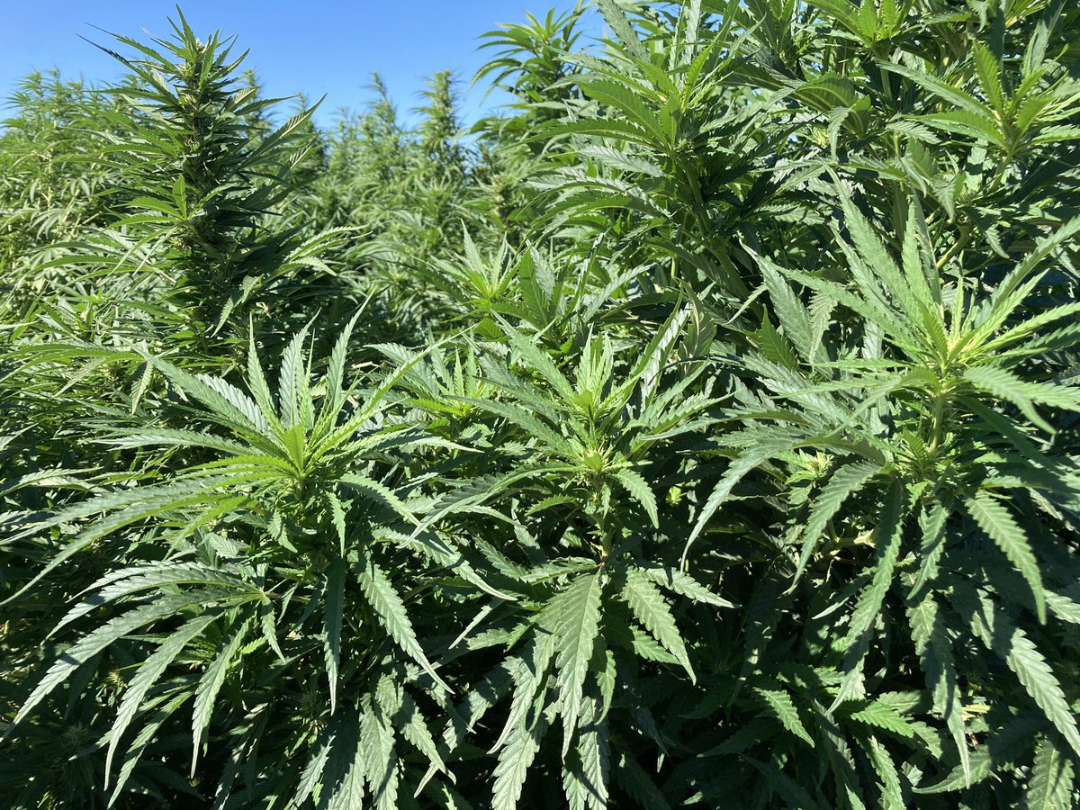 Pam Kan-Rice (@ucanrpam) on Twitter photo California #hemp growers, consultants & researchers are invited to join the Hemp Agroecology Network to share their knowledge with <a href="/treecrops/">Houston Wilson</a>, <a href="/kadiehemp/">Kadie Britt</a>, <a href="/AlfalfaGuy/">Dan Putnam</a> & guide hemp research <a href="/ucanr/">Ag&Natural Resources</a>. More info at ucanr.edu/sites/hemp/ California #hemp growers, consultants & researchers are invited to join the Hemp Agroecology Network to share their knowledge with <a href="/treecrops/">Houston Wilson</a>, <a href="/kadiehemp/">Kadie Britt</a>, <a href="/AlfalfaGuy/">Dan Putnam</a> & guide hemp research <a href="/ucanr/">Ag&Natural Resources</a>. More info at ucanr.edu/sites/hemp/