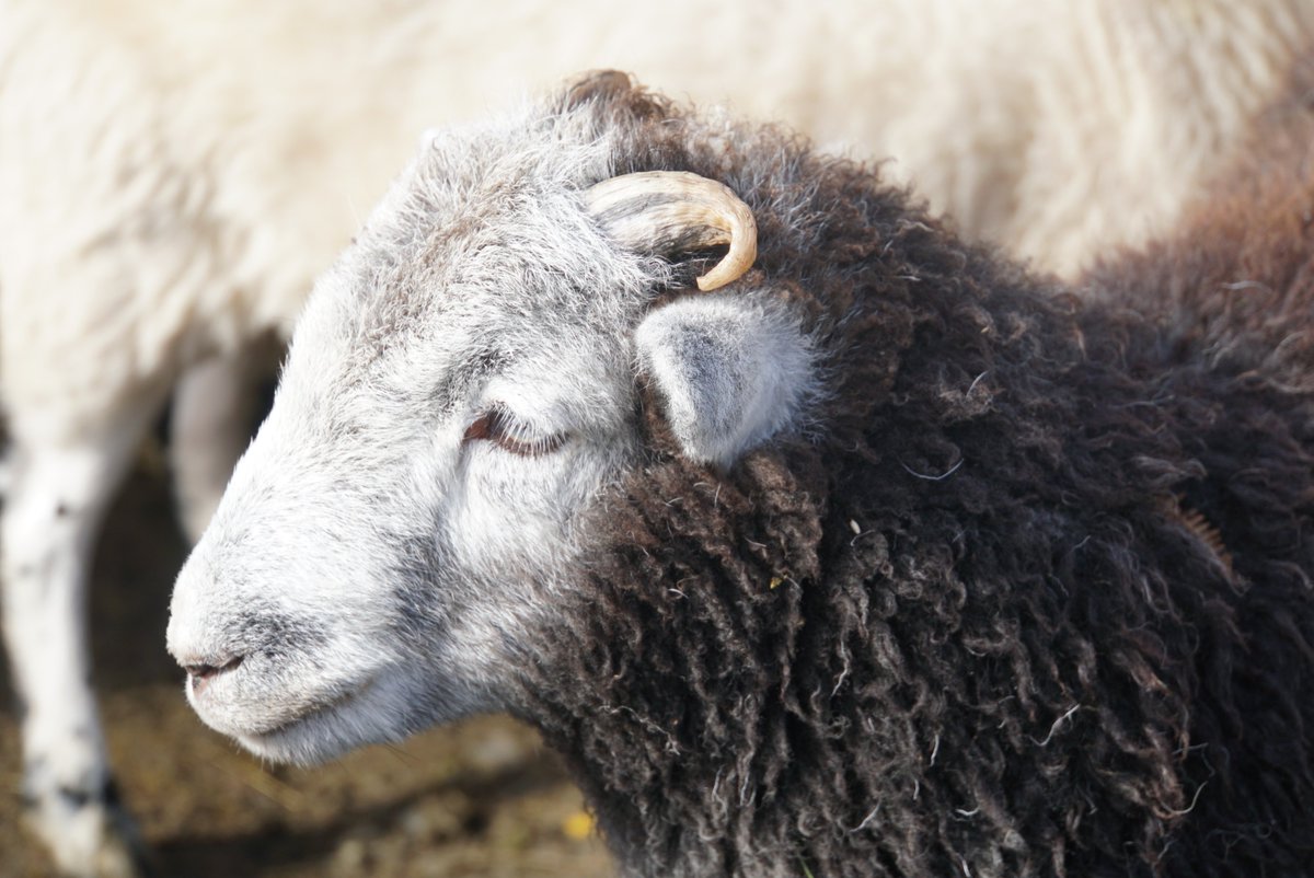some more photos from todays gather #scottishblackface #herdwick #crofting #dailysheep
#nativebreeds