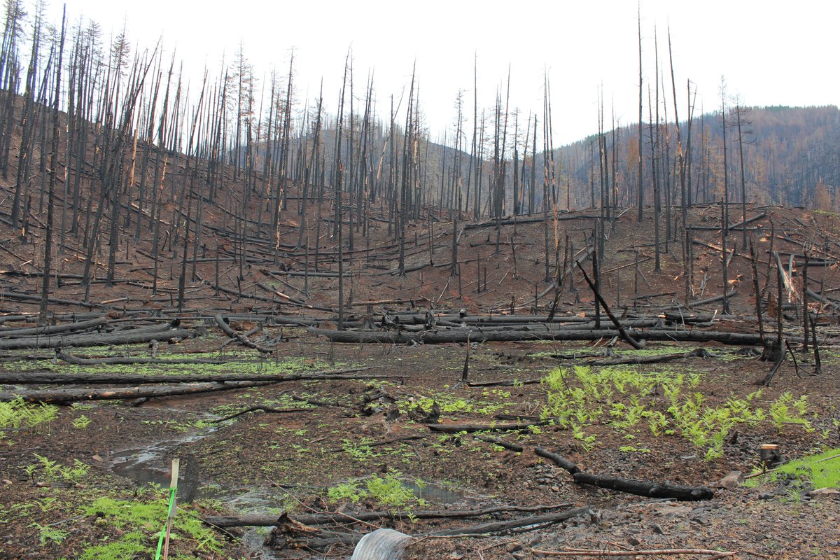 ForestServiceNW's tweet photo. Even trees that are impacted by wildfires don't lose their entire value in storing carbon. Burned trees still store some and wildfires leave many patches of alive and green trees that continue to store their full amount of carbon.
#NationalClimateWeek https://t.co/Ag673e3iLC