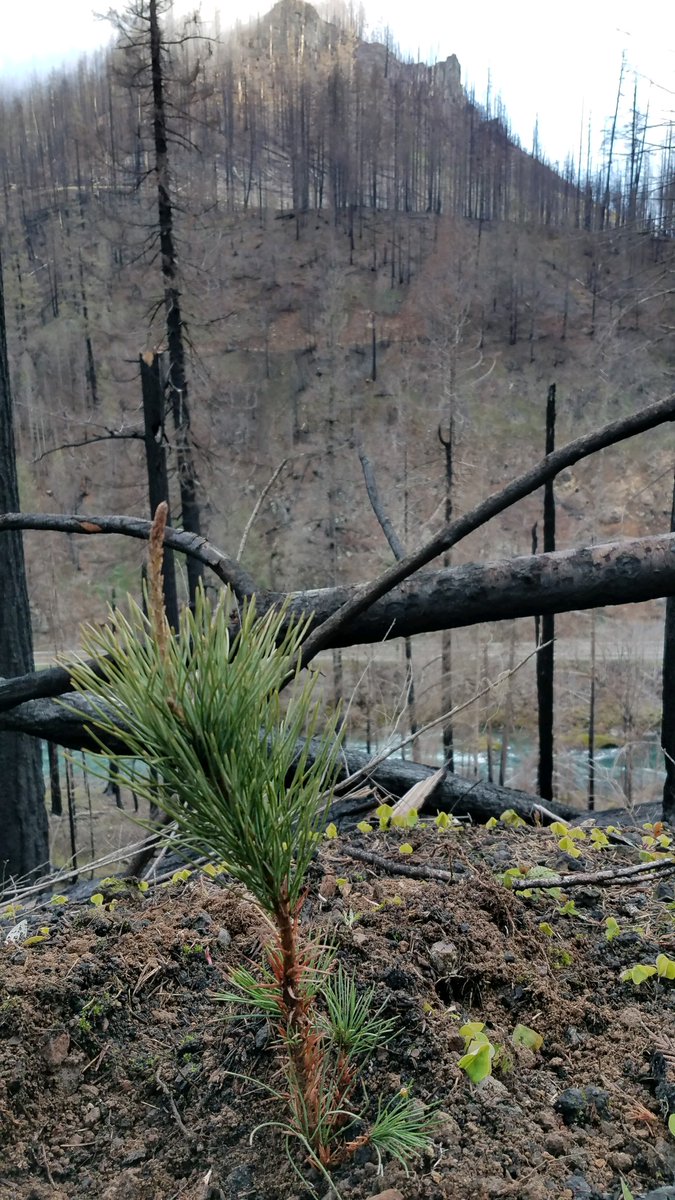 ForestServiceNW's tweet photo. Even trees that are impacted by wildfires don't lose their entire value in storing carbon. Burned trees still store some and wildfires leave many patches of alive and green trees that continue to store their full amount of carbon.
#NationalClimateWeek https://t.co/Ag673e3iLC