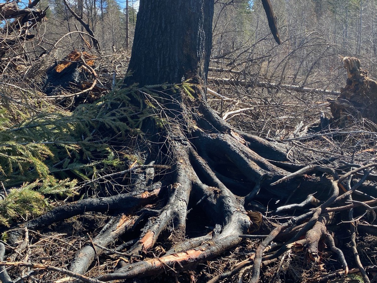 ForestServiceNW's tweet photo. Even trees that are impacted by wildfires don't lose their entire value in storing carbon. Burned trees still store some and wildfires leave many patches of alive and green trees that continue to store their full amount of carbon.
#NationalClimateWeek https://t.co/Ag673e3iLC