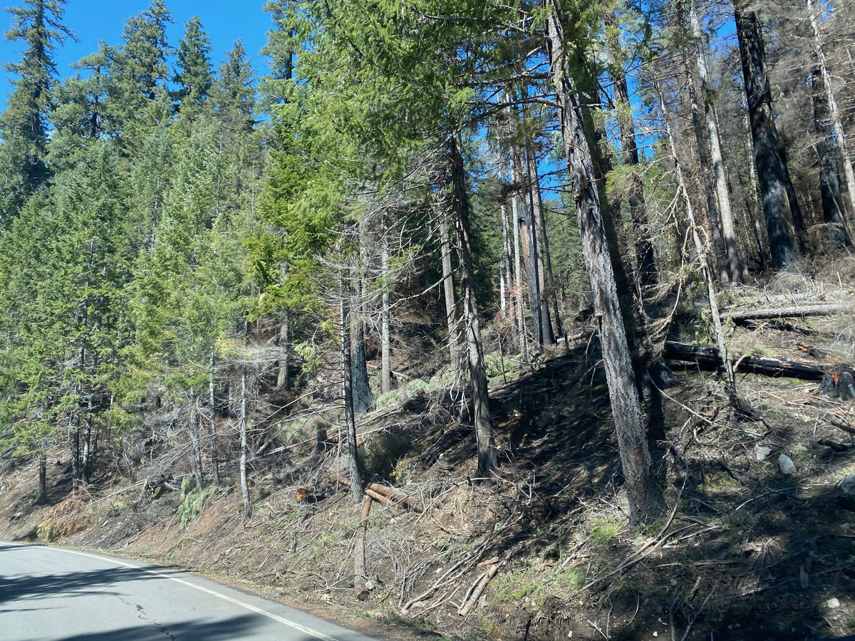 ForestServiceNW's tweet photo. Even trees that are impacted by wildfires don't lose their entire value in storing carbon. Burned trees still store some and wildfires leave many patches of alive and green trees that continue to store their full amount of carbon.
#NationalClimateWeek https://t.co/Ag673e3iLC