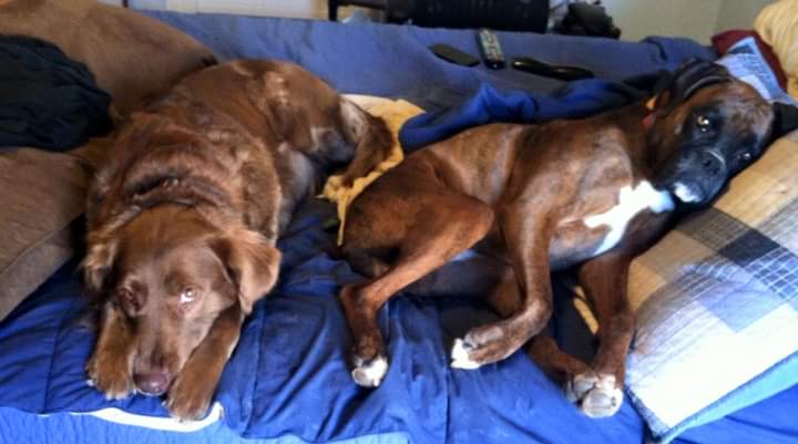 wmgrady's tweet photo. Nuggets.
#dogsarefamily https://t.co/hJbvJ8AZej