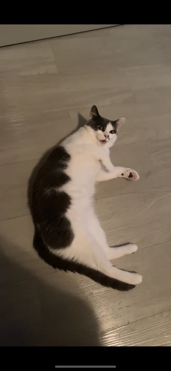 foxiny's tweet photo. @ChrisGames_ Voici Ojaya, Melo et Skitty nos 3 amours 🥰 https://t.co/gYXXEViEKm