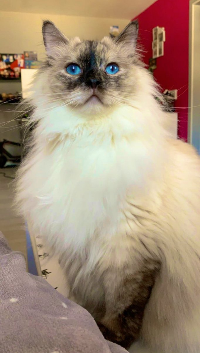 foxiny's tweet photo. @ChrisGames_ Voici Ojaya, Melo et Skitty nos 3 amours 🥰 https://t.co/gYXXEViEKm