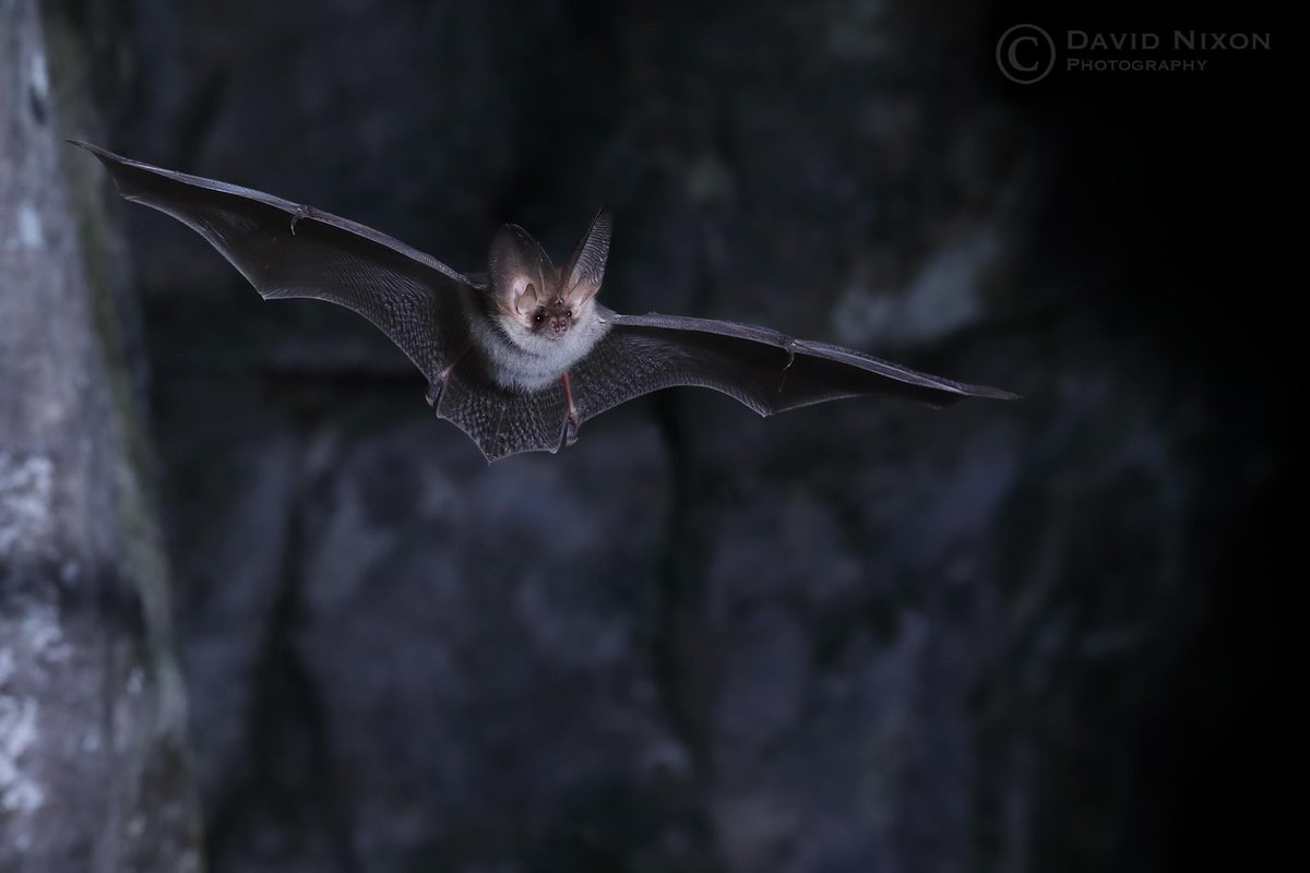 Aren't bats amazing. They have the ability to use a highly sophisticated navigation system called echolocation for nocturnal flight and the purpose of foraging. These Natterer's and brown long-eared bats are autumn swarming at an old mine adit @_BCT_  #batconservation