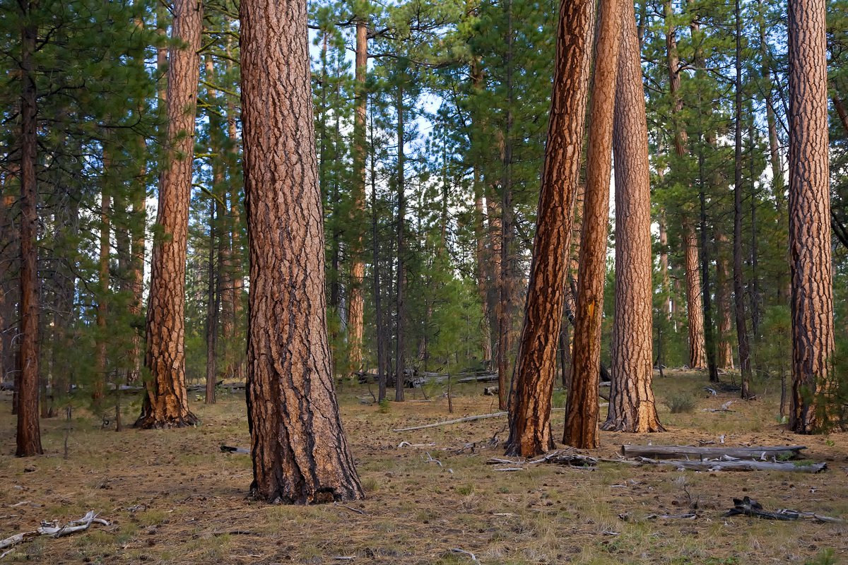 ForestServiceNW's tweet photo. That's why the @forestservice focuses so much on protecting and preserving or Nations forests for current and future generations, while also allowing certain wise use of wood products since our country still relies on wood in so many important ways.
#NationalClimateWeek https://t.co/7YUVNOrpwb