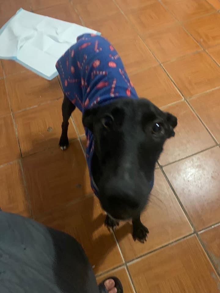 RodrigoMaroni1's tweet photo. Esse menino Galgo está para Adoção. 
Quem tiver amor e quiser um menino carinhoso e amoroso pode adotar.
Contato com Carmen (51)98416-4407 https://t.co/BIV6rmWOd9
