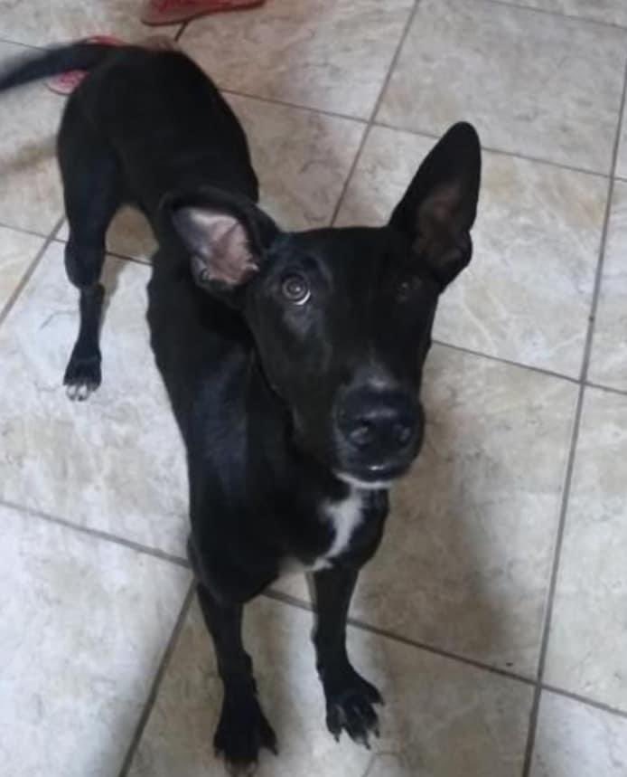RodrigoMaroni1's tweet photo. Esse menino Galgo está para Adoção. 
Quem tiver amor e quiser um menino carinhoso e amoroso pode adotar.
Contato com Carmen (51)98416-4407 https://t.co/BIV6rmWOd9