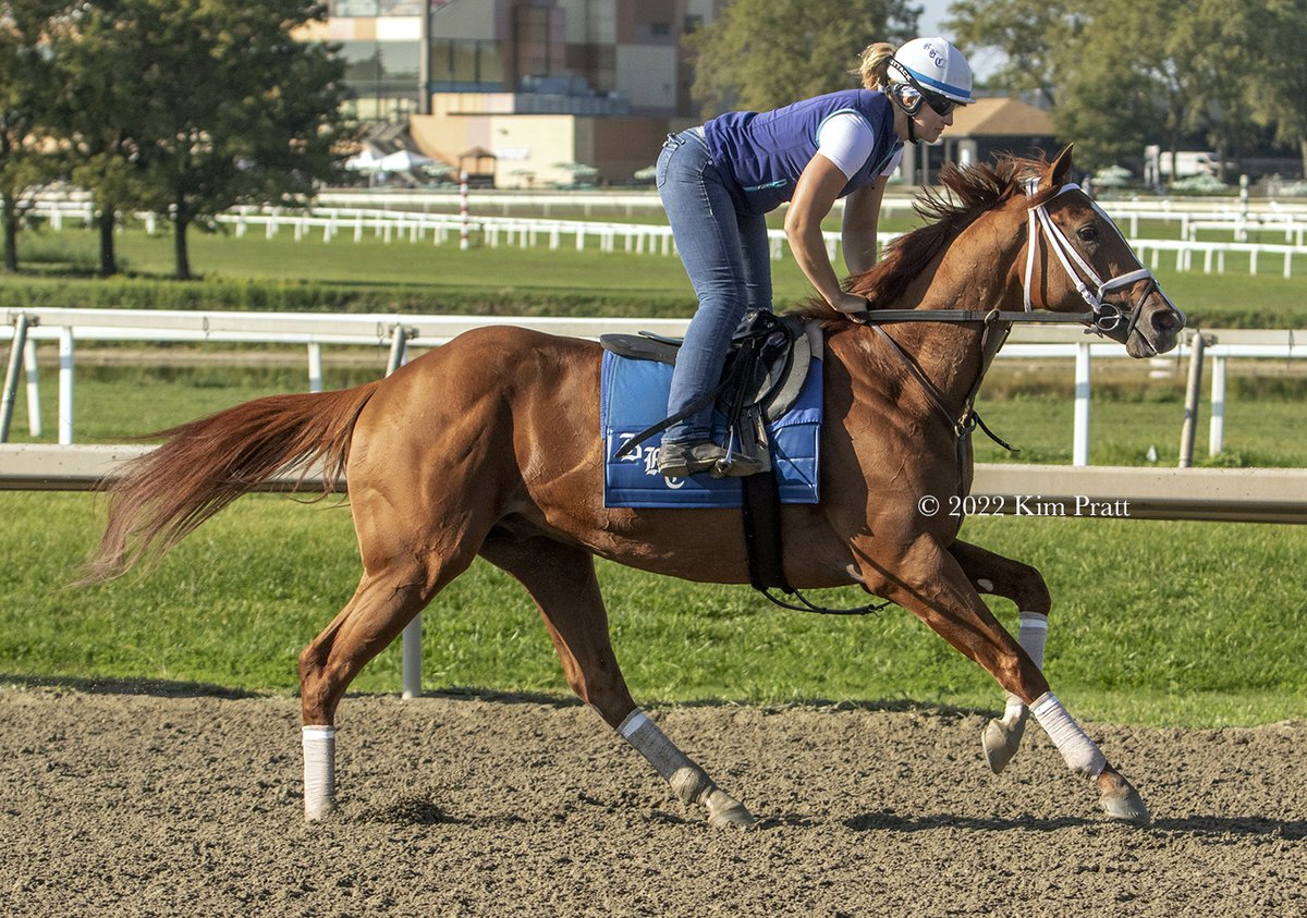 Daily Racing Form on Twitter "RT DRFLivingston CYBERKNIFE and Katie