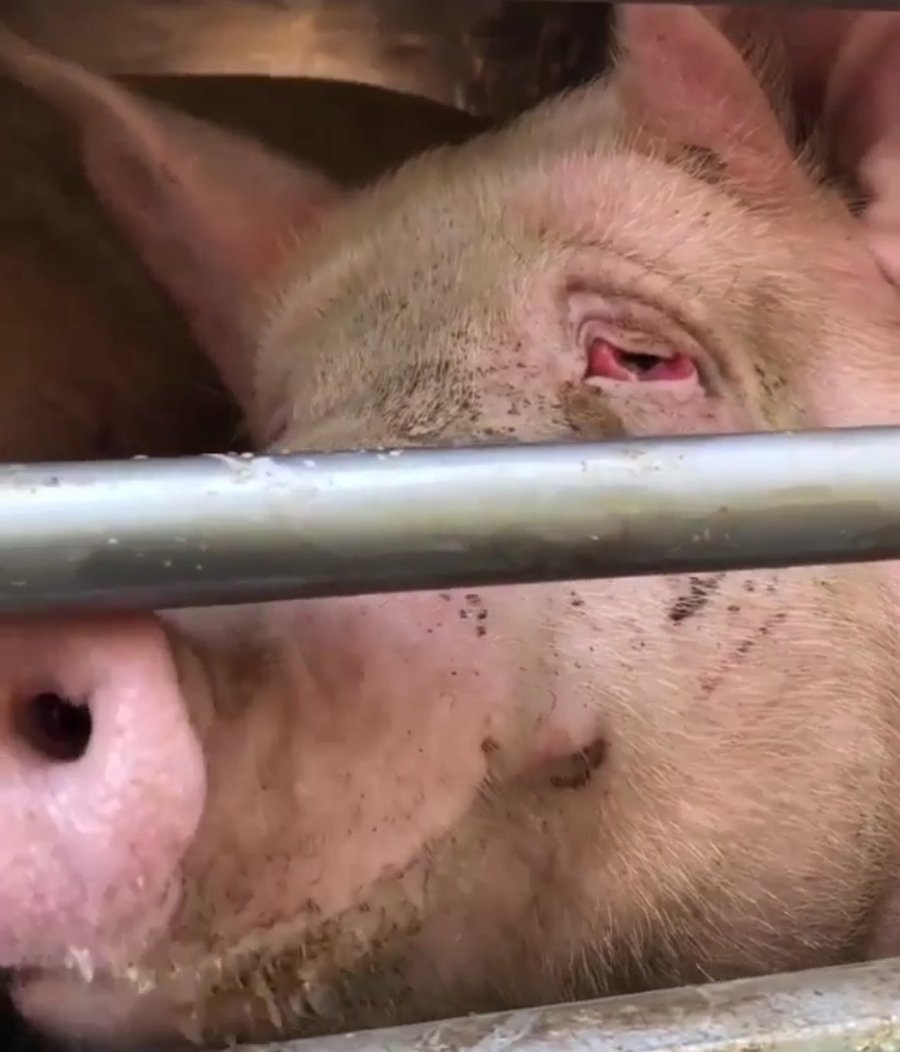 angie_karan's tweet photo. The eyes are the windows to the soul and this soul has been broken beyond repair.

A lifetime of pain and misery 💔 #vegan for these precious beings. 🌱🐽 https://t.co/4Upm0WwNej