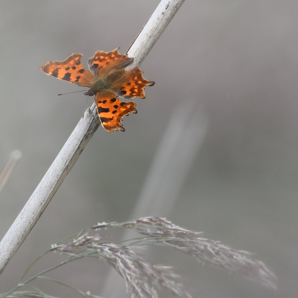 nxdroid's tweet photo. Comma at Rutland Water #nature #NaturePhotography #butterfly #butterflies #lrwt #wildlifephotography #wildlife https://t.co/5ML0w24F19