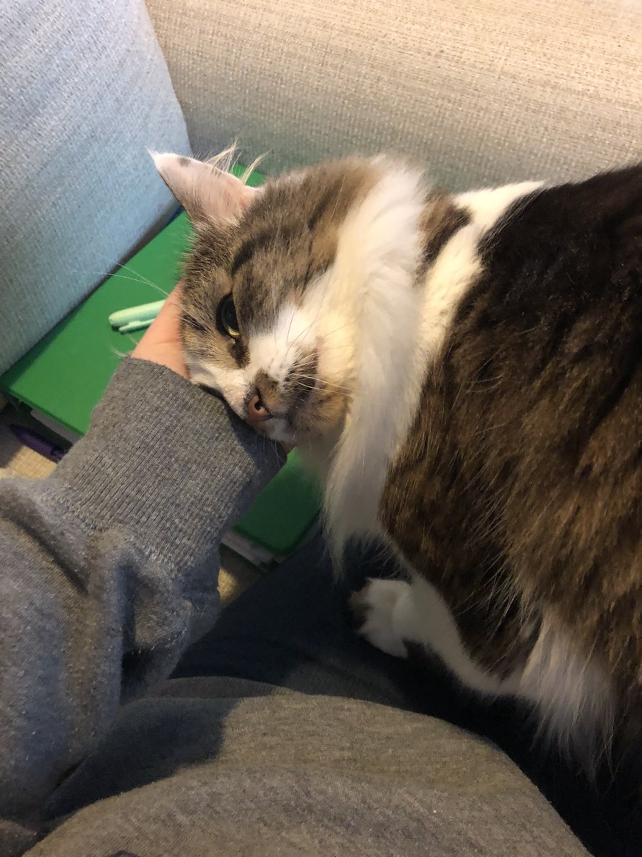 emilyruthwrites's tweet photo. Revising when you have cats https://t.co/vZjKSKtl2Q