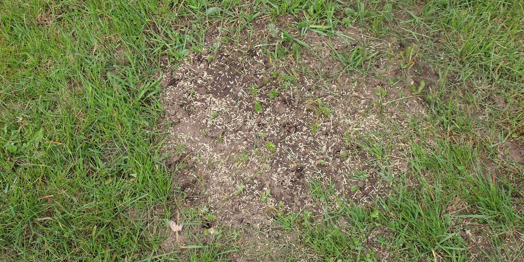 PrestigePopUps's tweet photo. #Overseeding is the key to a lush, green lawn here in #CalgaryAB. 🗝️ We use a blend of 3 cool-season grasses to diversify your turf:

🌱 Kentucky bluegrass
🌱 Tall fescue
🌱 Ryegrass

Call us today to get the lawn of your dreams! 🤙 (403) 770-9004

https://t.co/dd0tuNEl9L https://t.co/St4zjlf22k