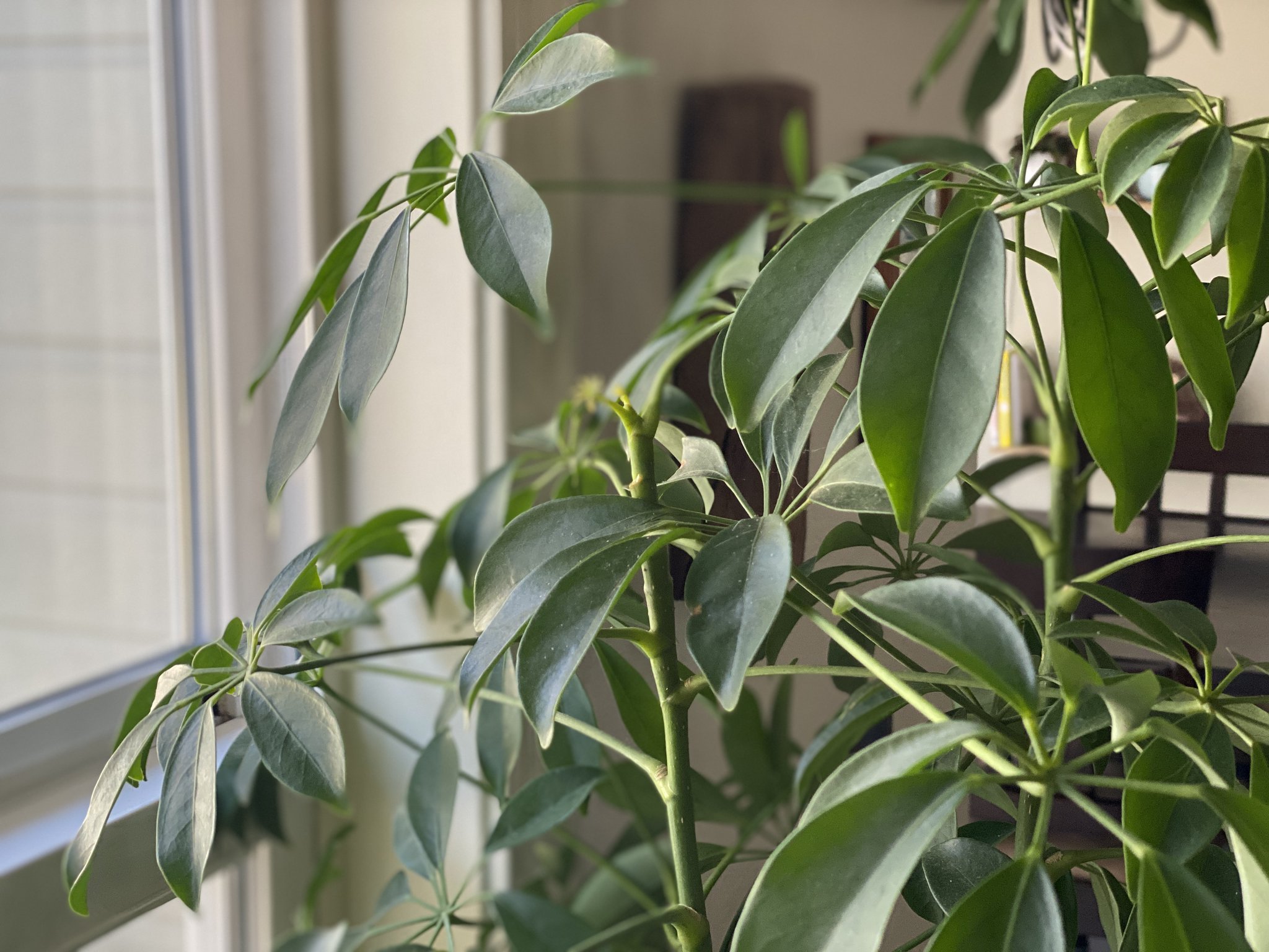 Harper the Fox 🦊 Top 1.2 OF on Twitter "Did you know that plants grow