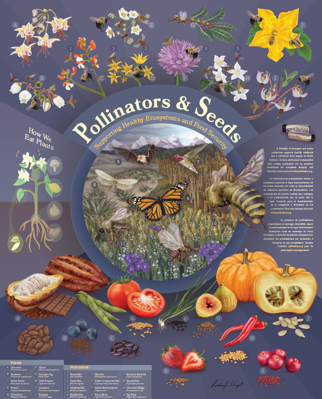 It's the first day of Fall!🍂 Check out this perfect Fall poster depicting the important relationship between pollinators, seeds, and fruitful crop harvests. Download the poster and learn more about the featured species at pollinator.org/shop/poster-20….

Artwork by Lindsay Wright