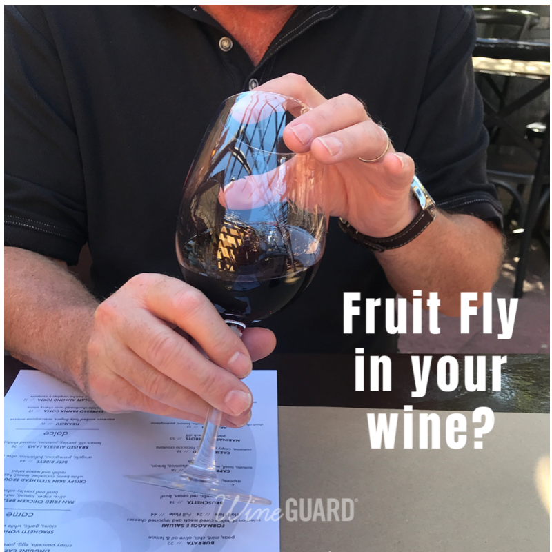 thewineguard's tweet photo. Fruit fly in your wine? We can solve that problem. 😄🍷🔘❗
.
.
.
.
.
.
.
#fruitfly #wineglass #drosophila #insect #fly #wineguard #wineglasscover #fruitflies #pestcontrol #wine #redwine #drosophilamelanogaster #captures #gnats #florida #californiawine #texaswine #diypestcontrol https://t.co/w3hEazkORY