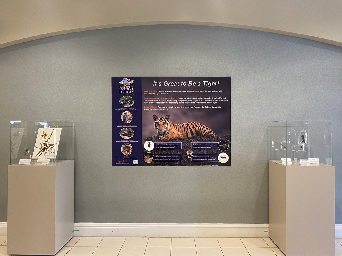 AUMNH2's tweet photo. We’ve been busy the last few weeks creating a little something special for homecoming 👀. Check out our Tiger Display at the Science Center Auditorium this weekend! 🐅 #WarEagle 🦅 https://t.co/ZtWl4sRrqb