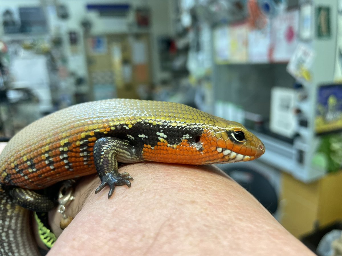 markowenmartin's tweet photo. It’s nice to see the #LadyAzula of the #FireSkinkNation in full color again. https://t.co/N7QjPWToQO