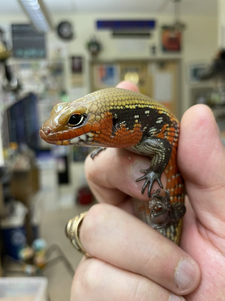 markowenmartin's tweet photo. It’s nice to see the #LadyAzula of the #FireSkinkNation in full color again. https://t.co/N7QjPWToQO