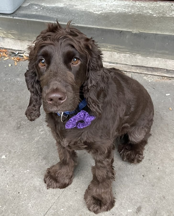 JulieMcmurphy's tweet image. Thankyou Kes and Owen for supporting Murphy's Army Purple Poppy Campaign 💜 💜💜🐾🐾
@ORidgr @mikesjoyce_mike 
Your support is fully appreciated 💜💜