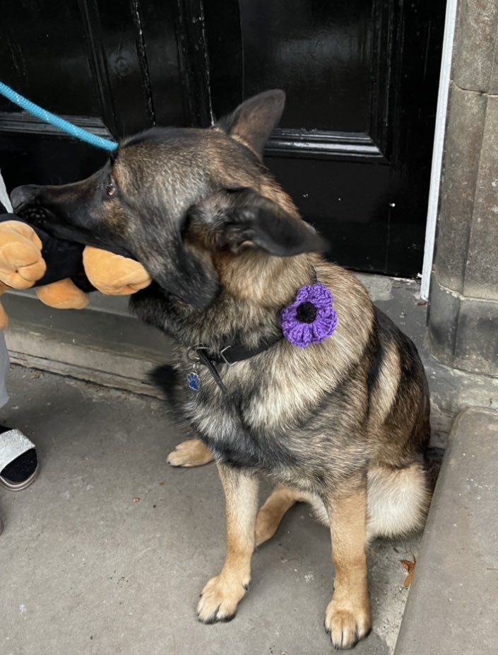 JulieMcmurphy's tweet image. Also thankyou to Max the support dog 💜💜🐾  Handsome dude 🥰
@The_NFRSA @MA_PurplePoppy