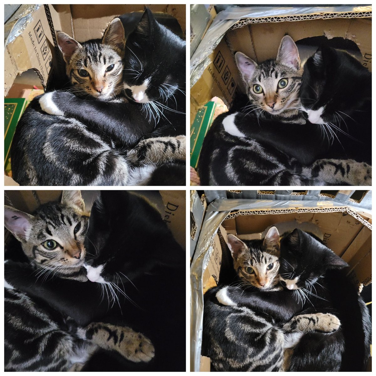 BasicallySeven's tweet photo. my boys cuddling in a spot too small for even one of them https://t.co/033Fr3fdZn