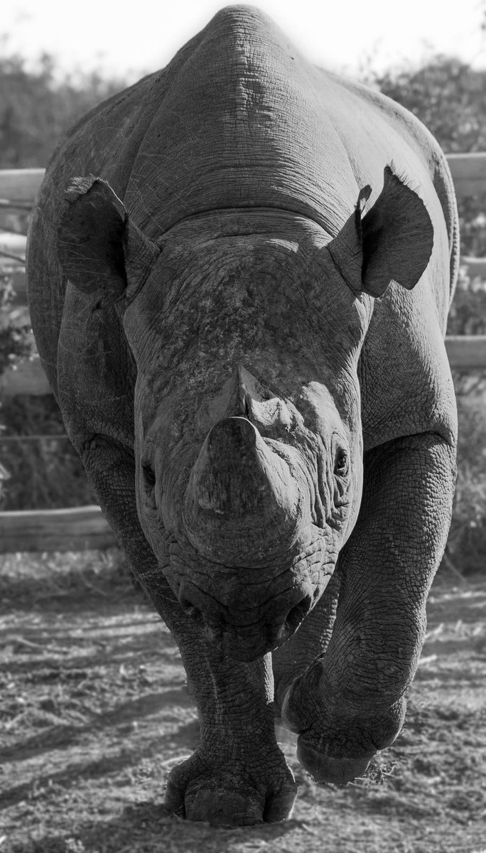 Happy World Rhino Day!! 

Please help Munu share his story before it's too late...
indiegogo.com/projects/munu-…