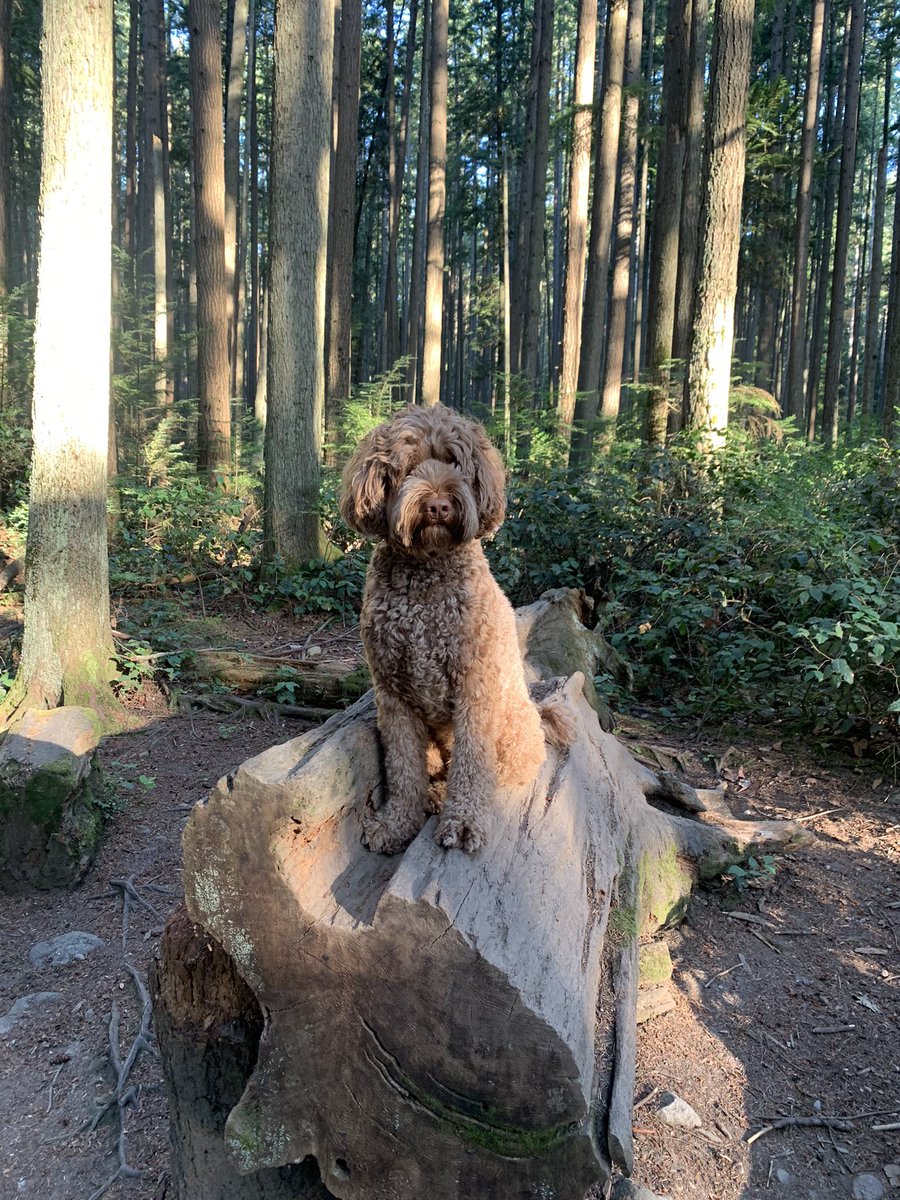 Buddy thinks anytime he jumps on a log or rock he gets a treat. He is smart:)