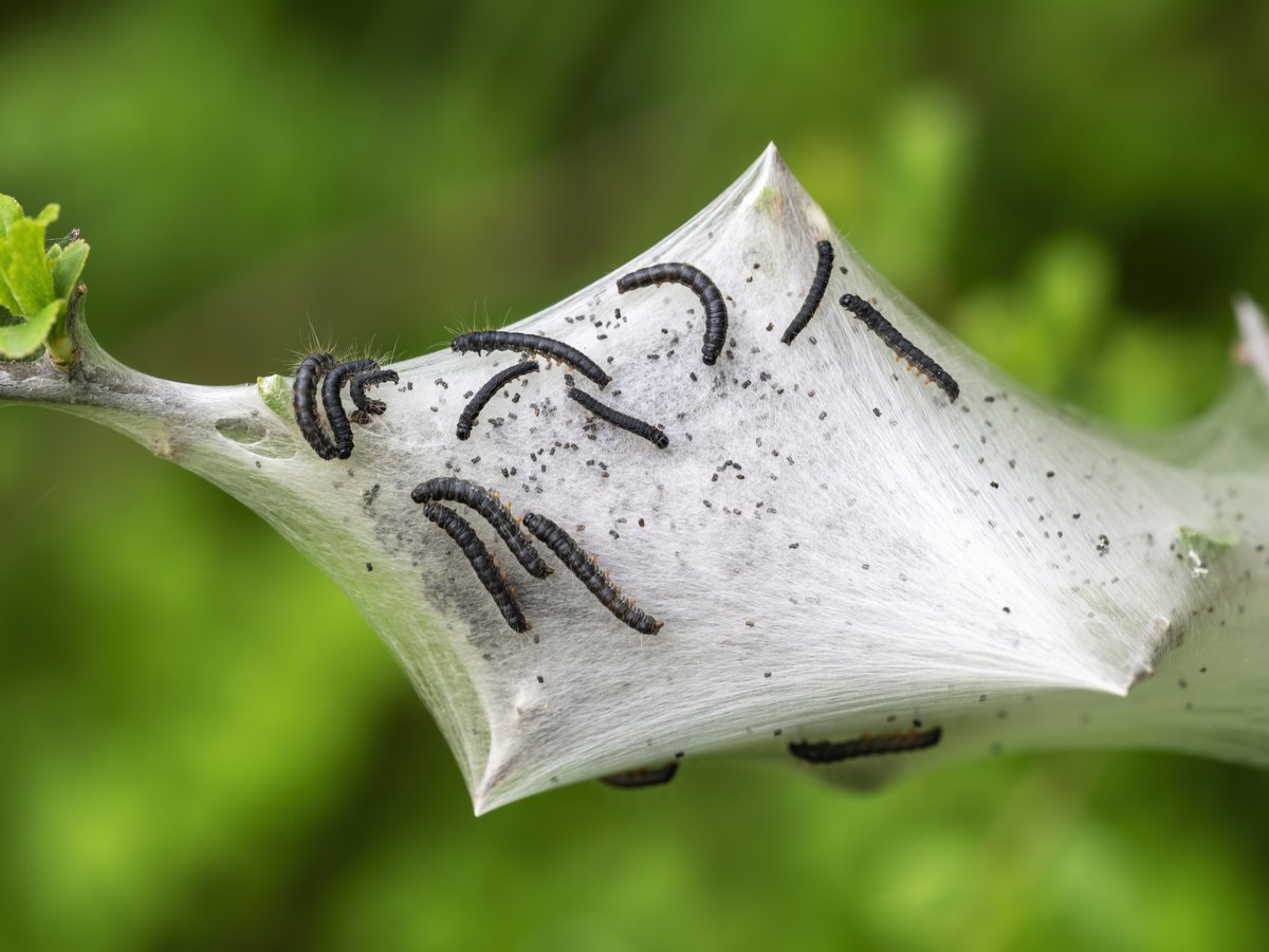 TurfKingLawn's tweet photo. Tent Caterpillars create nests and destroy your foliage! If you have Tent Caterpillars taking over your trees contact Turf King in Orillia, we will take care of your caterpillar problem and save your... more at https://t.co/DJQR1XrIVq https://t.co/HLwi0JEEPI