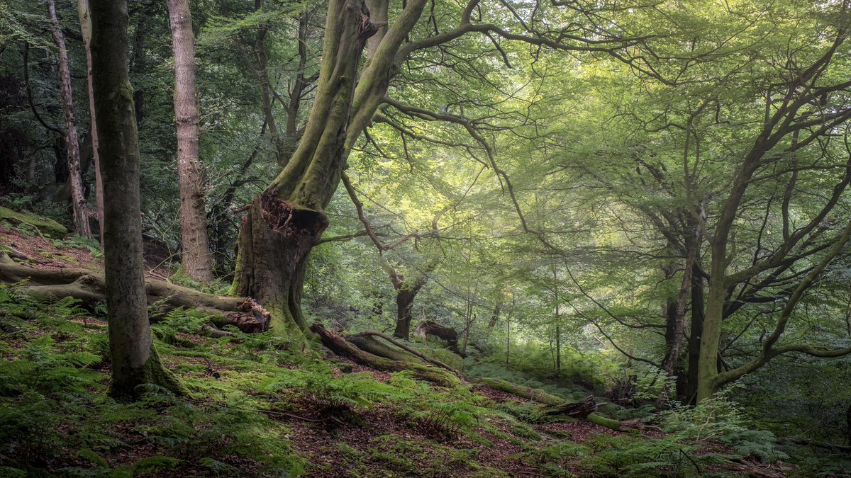 markprice0811's tweet photo. A broken beech…

#woodland #Yorkshire @FUJIFILM_UK @B_Ubiquitous #trees #autumn https://t.co/Lnfjuqfh44