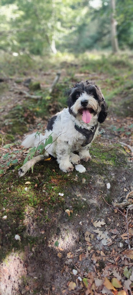 hounds_walker's tweet photo. What a lovely day 😀 @barksintheparks #DogsAreFamily #DogOfTwitter #dogsofinstagram #Dog #dogsoftheday #DogLover # https://t.co/MZDrcVQGQg