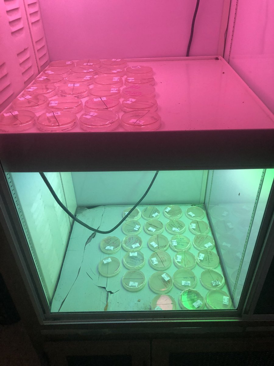 KirbyScience202's tweet photo. Today biology students brainstormed where they would find bacteria in school…then then swabbed and are growing their samples to see what they find!!! #KirbyScience202 @GHS_GilbertSC https://t.co/R9XtHS0B3x