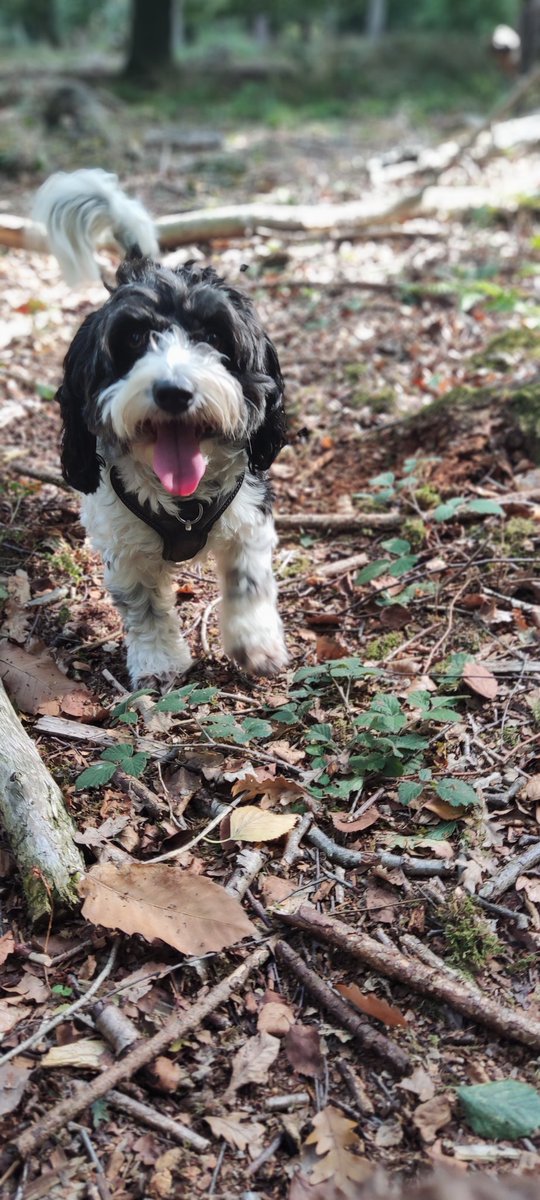 hounds_walker's tweet photo. What a lovely day 😀 @barksintheparks #DogsAreFamily #DogOfTwitter #dogsofinstagram #Dog #dogsoftheday #DogLover # https://t.co/MZDrcVQGQg
