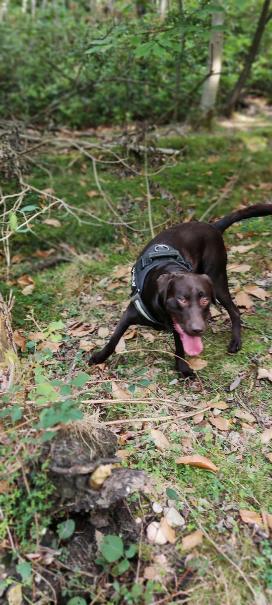 hounds_walker's tweet photo. "Haha can't catch me" 😁
@barksintheparks #DogsAreFamily #DogOfTwitter #dogsofinstagram #Dog #dogsoftheday #DogLover https://t.co/x21cPnDwH8