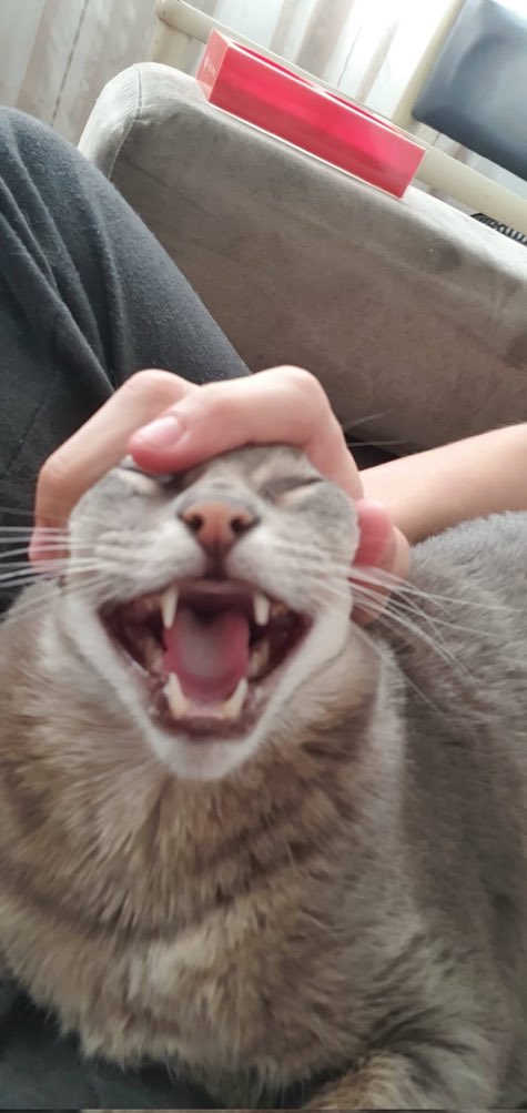 DoggoInky's tweet photo. @CatsHeld https://t.co/wrMmwRXq84