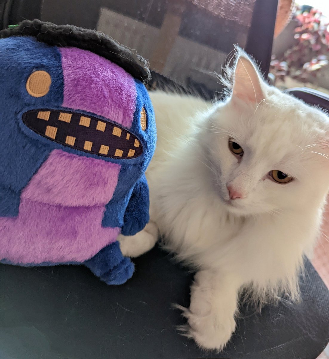 A new friend for office cat