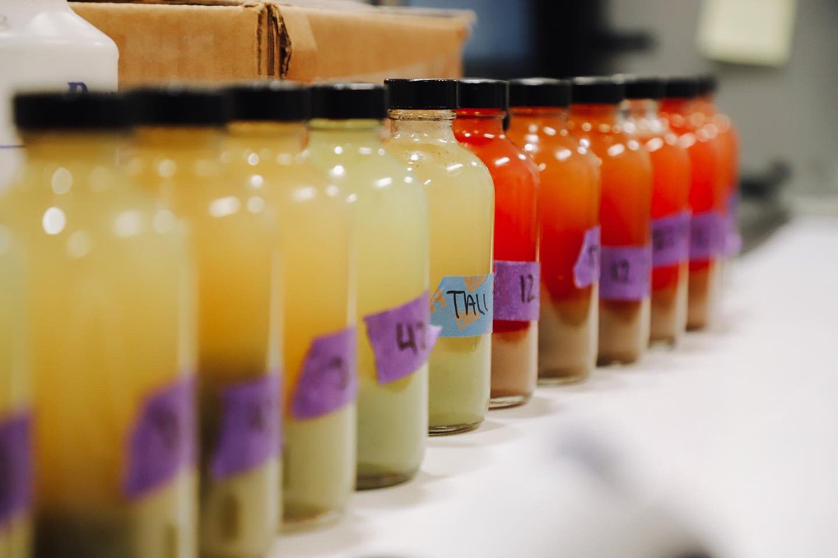 ….meanwhile in the lab. While all of our sparkling grapes continue to come in from the vineyard, our production team tests Brix daily to indicate the how the rest of the vineyard is ripening and when they're ready to pick. #harvest2022 #winelover #oregonwine #drinkstoller