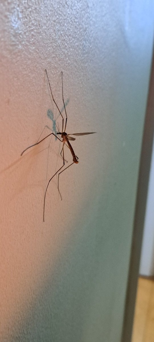 LotsofLavender1's tweet photo. #bugs love these little guys @flygirlNHM is this a fly?  I know them as Daddy Long Legs. https://t.co/4O46Heagtv