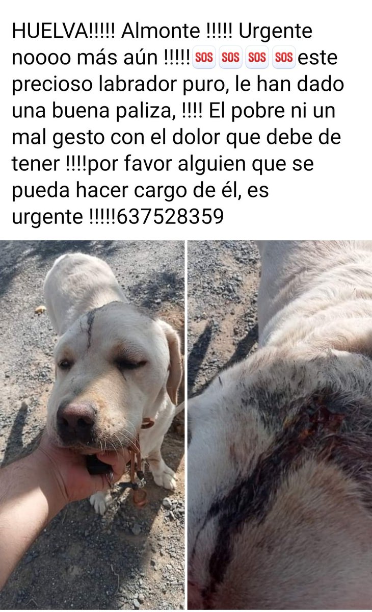 SilviaMylo's tweet photo. Ayuda muy urgente por favor difundir‼️
Bestias inmundas, lacras repugnantes hacerle esto a un pobre animalito 😭 💔 https://t.co/DdmVmYhBpO