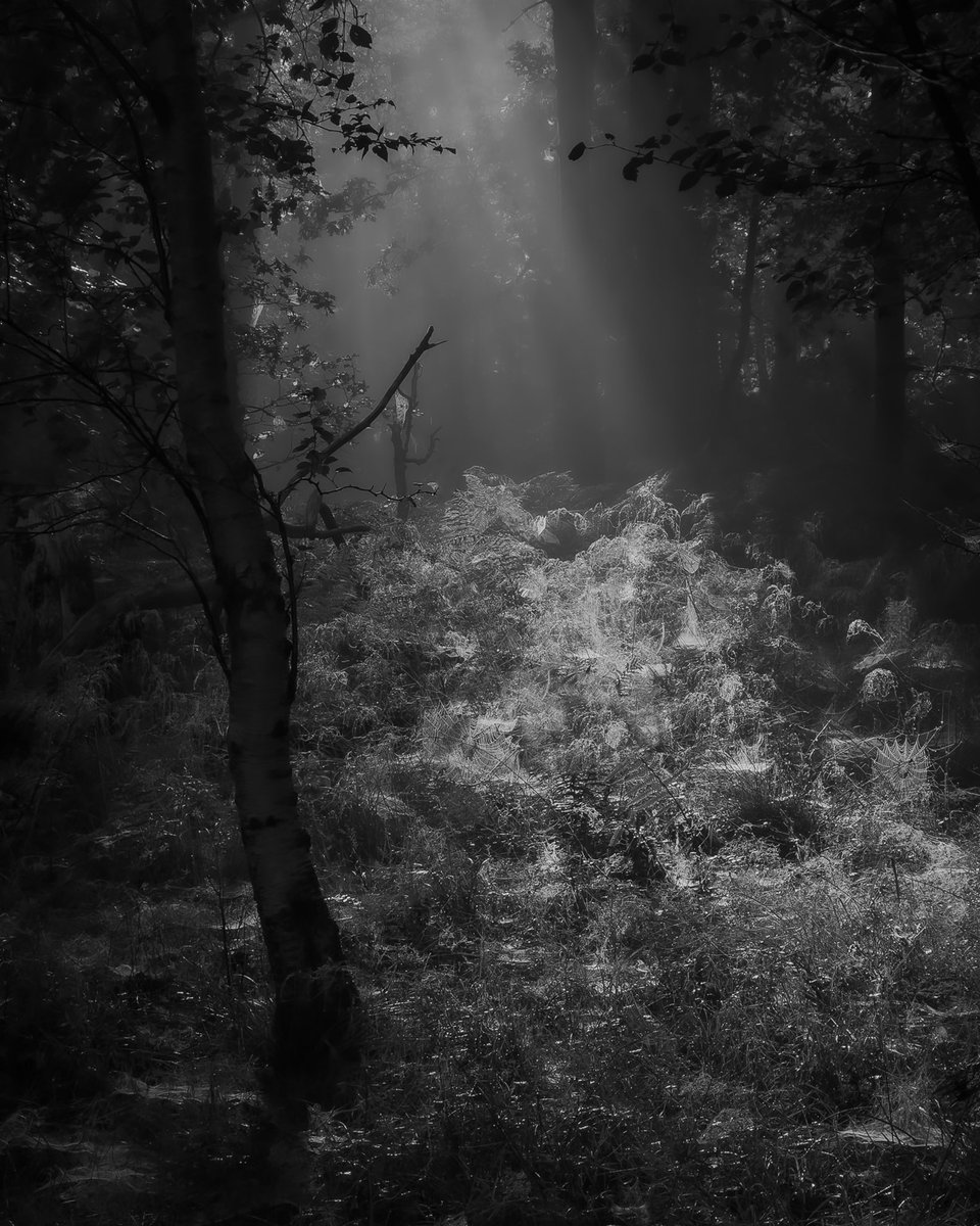 What Lies Beneath? #woodland #photography #Monochrome