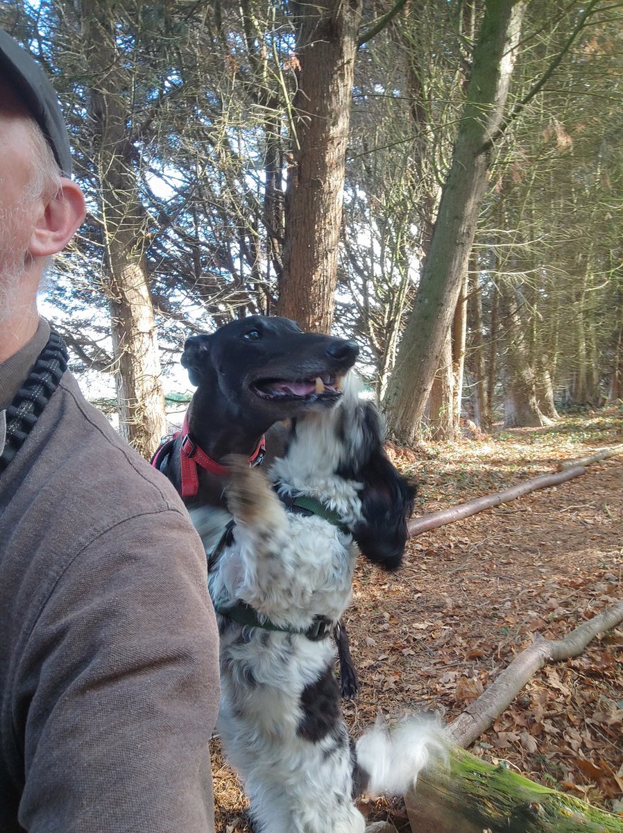 hounds_walker's tweet photo. What really happens behind your back 😱 

@barksintheparks #DogsAreFamily #DogOfTwitter #dogsofinstagram #Dog #dogsoftheday #DogLover https://t.co/MbqxUD4u8R