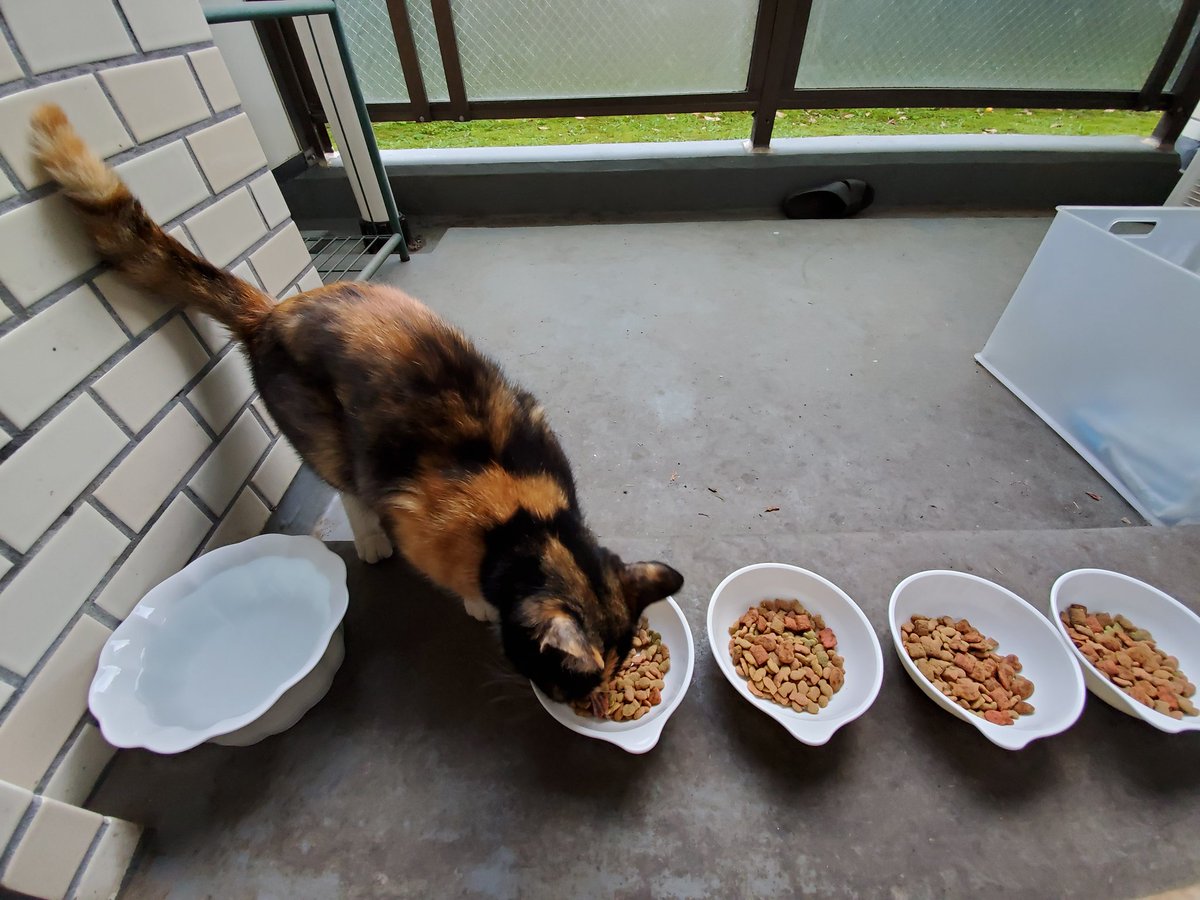 tosca0930's tweet photo. 6月13日(月)7:02、今朝も黒ミケさんに会えた🐾

10:50、12日ぶりの高島平。空はかなり曇ってた☁️

18:07、ヨーカドー駐車場からの空☁️
結局今日も1日中曇りだった😓梅雨だからね😅

18:08、と言いながら飛んできた旅客機✈️を捉える🎵

#猫
#スクールゾーン
#カコソラ
#飛行機好き https://t.co/ZFd1wP1oOa