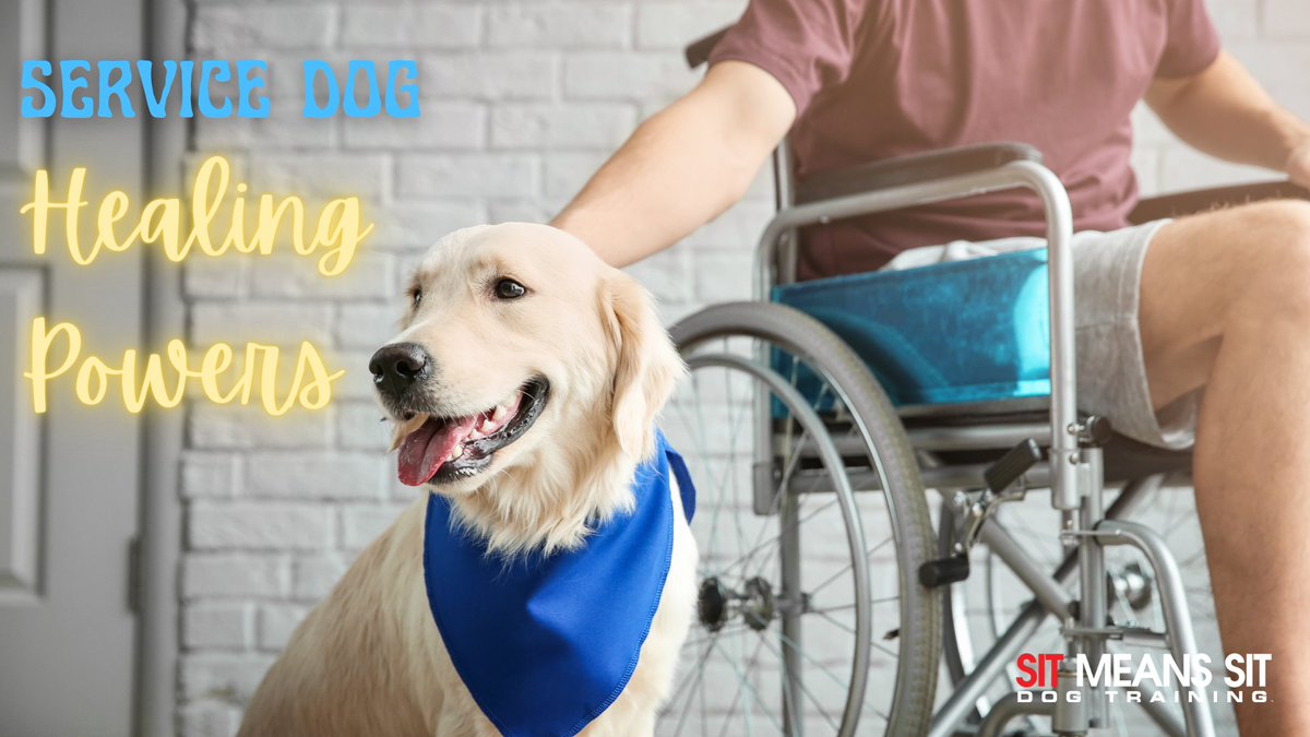DogTraining_MI's tweet photo. How Service Dogs Help Heal Others | https://t.co/acjFlgc4a2 https://t.co/rtby0uaqr3