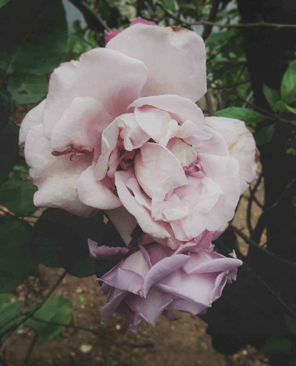 diana_therose's tweet photo. #housesigil #roses #rose #pinkrose #nature #garden #flower #precious #delicate #lifestyle #home #details #beauty #beautiful #romantic #Giesteira #SãoSebastiãodaGiesteira #Alentejo #homeland #lifestyle #simplethings #romantic #cottagecore #romanticcore https://t.co/Lv4wGemIEd