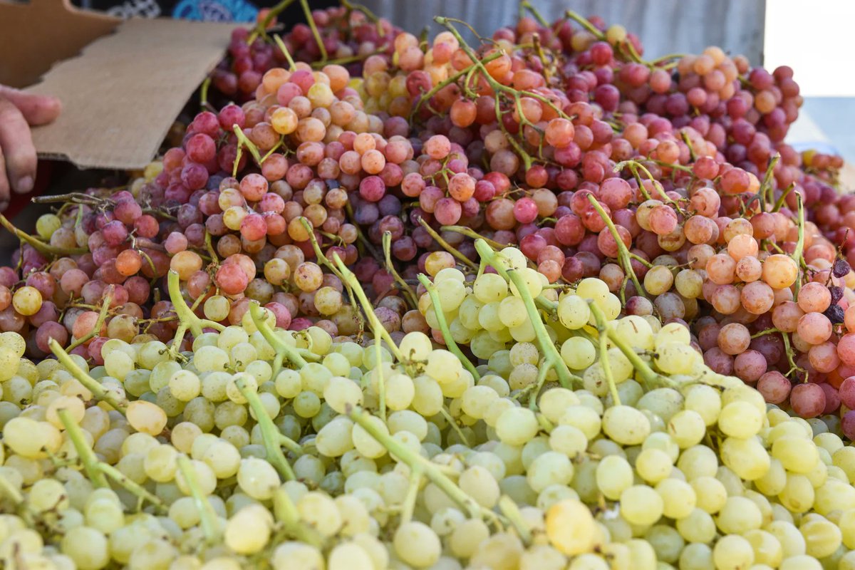 MissionMercado's tweet photo. From the base of Smith Mountain in the town of Dinuba, Tory and Rebecca Torosian bring a bounty of Fantasy, Thompson, and Red Flame grapes to the #farmersmarket today. Stop by to pick up a bundle or a few! 🍇 https://t.co/qIs7x1aKEU