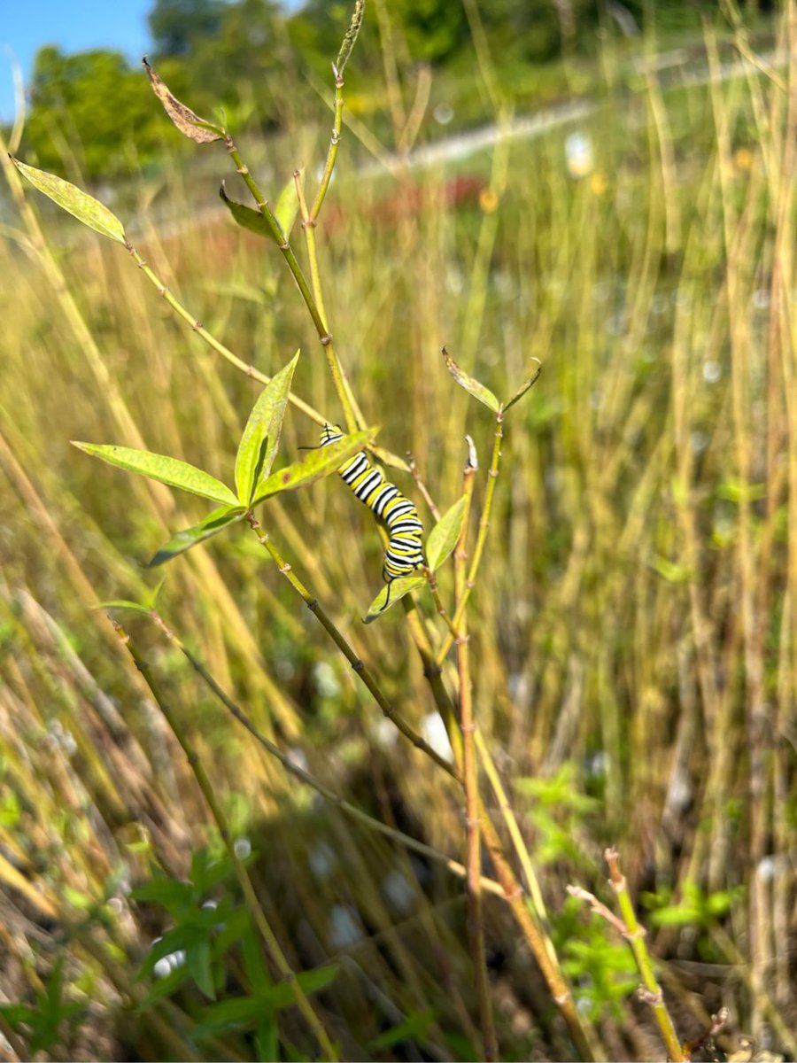Soulful_Gardenr's tweet photo. Fun moments from work this week. It’s important to understand how people, #plants and #nature interact with one another. This is key to our custom #IPM programs. #PlantProtector #CropAdvisor #insects #BiologicalControl #BCAs https://t.co/oJ5rnNIfOz