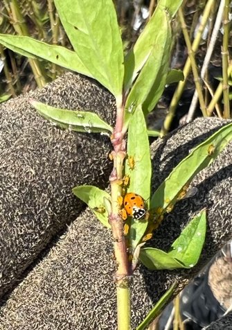 Soulful_Gardenr's tweet photo. Fun moments from work this week. It’s important to understand how people, #plants and #nature interact with one another. This is key to our custom #IPM programs. #PlantProtector #CropAdvisor #insects #BiologicalControl #BCAs https://t.co/oJ5rnNIfOz
